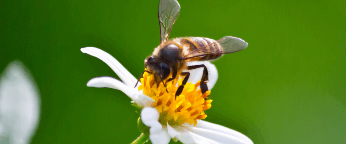 World Bee Day