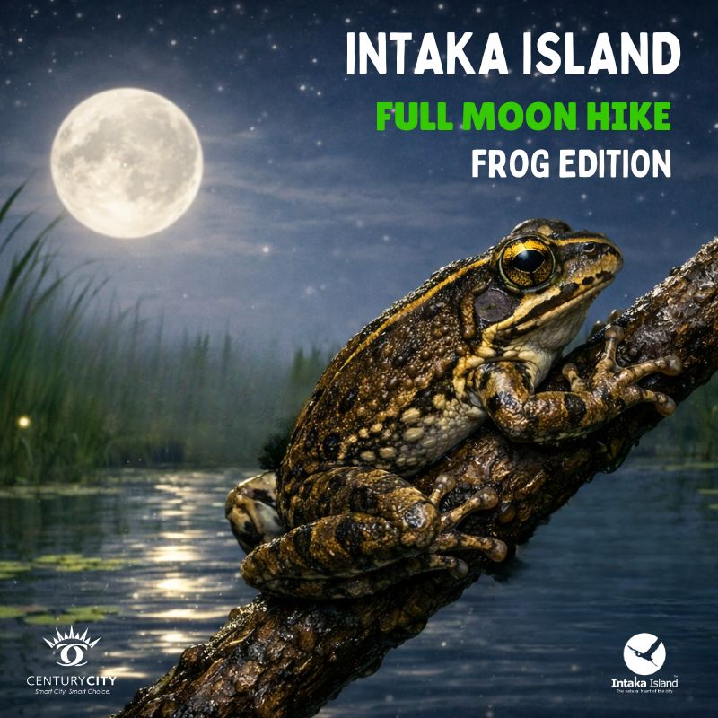 Full Moon Hike on Intaka Island - Frog Edition - Intaka Island
