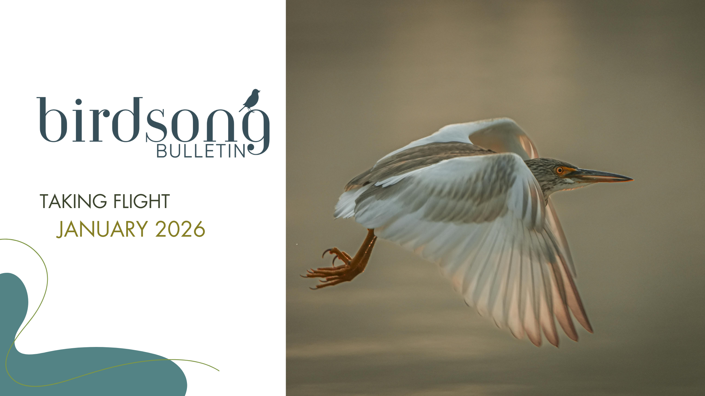 Birdsong Bulletin - January 2026 - Taking Flight